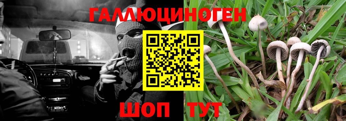 Курск  Галлюциногенные грибы прущие грибы  Вход с VPN  Псилоцибиновые грибы Psilocybine cubensis 